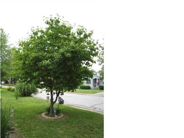 210 N Kelsey Ave, Evansville, IN 47711 photo 3