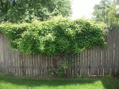 306 Wright St, Crown Point, IN 46307 photo 5