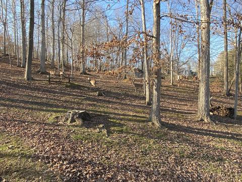103 Hillview Camp Rd, Bee Spring, KY 42207 photo 54