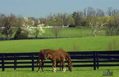 132 Winding View Trl, Georgetown, KY 40324 photo 6