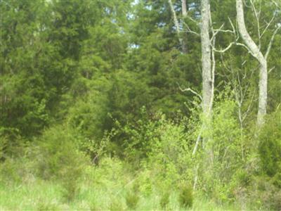 125 Forest Path, Georgetown, KY 40324 photo 19