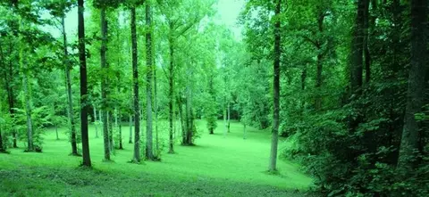 376 Ike Monhollen Rd, Corbin, KY 40701 photo 28