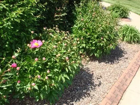 983 Crumbaugh, Georgetown, KY 40324 photo 32