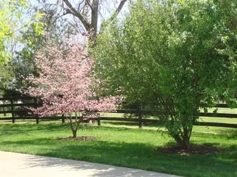 983 Crumbaugh, Georgetown, KY 40324 photo 31