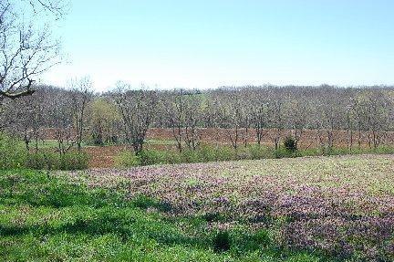 2139 Fishers Mill Rd, Georgetown, KY 40324 photo 6