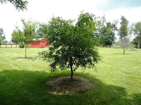 760 Carrick Pike, Georgetown, KY 40324 photo 70
