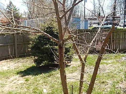 114 Elm St, Georgetown, KY 40324 photo 9