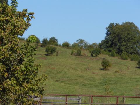 955 Sharp Rd, Stamping Ground, KY 40379 photo 3