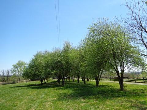 1139 Austerlitz Rd, Paris, KY 40361 photo 27
