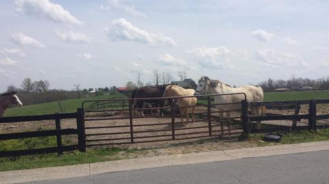 104 Wild Turkey Path, Georgetown, KY 40324 photo 7