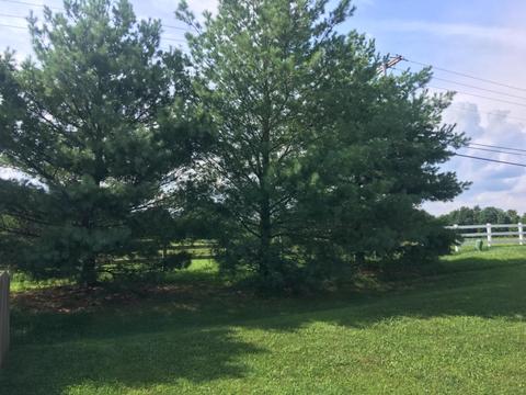168 Stapleton Way, Georgetown, KY 40324 photo 28