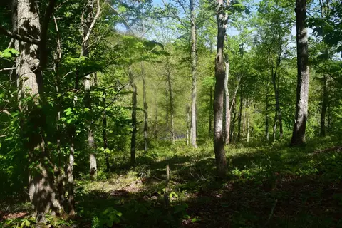 550 Ccc Trl, Morehead, KY 40351 photo 8
