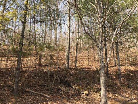 2517 Lower Twin Rd, Jackson, KY 41339 photo 4