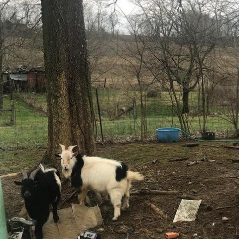 2396 Cummins Ferry Rd, Salvisa, KY 40372 photo 4