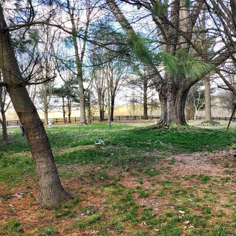 988 Spears Mill Rd, Paris, KY 40361 photo 51