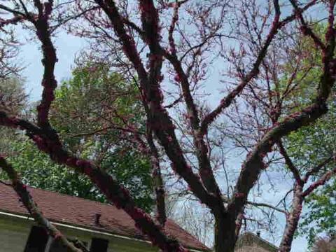 216 Payne Ave, Georgetown, KY 40324 photo 6