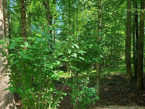 3176 Dixie Bend Rd, Burnside, KY 42519 photo 4