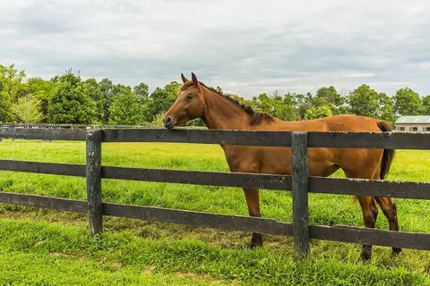 5295 Bryan Station Rd, Paris, KY 40361 photo 49