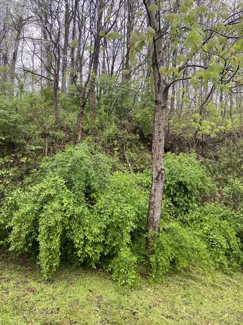 310 Freestone Rd, Morehead, KY 40351 photo 7