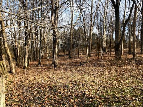 1185 Casey Mill Rd, Berry, KY 41003 photo 17