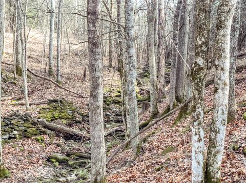1185 Casey Mill Rd, Berry, KY 41003 photo 9