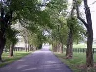 3414 Snaffle Rd, Lexington, KY 40513 photo 34