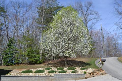 181 Laurel River Rd, Corbin, KY 40701 photo 5