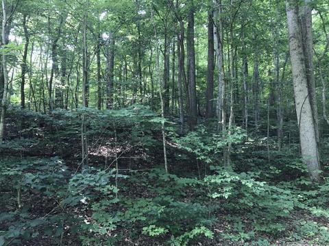 100 Igo Rd, Morehead, KY 40351 photo 23