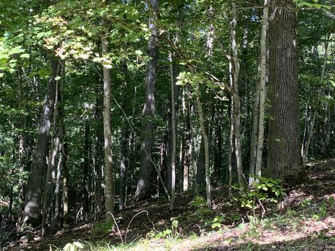 353 Timber Ridge Rd, Nancy, KY 42544 photo 60