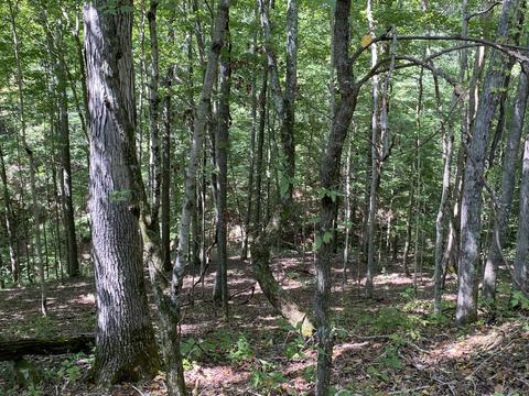 353 Timber Ridge Rd, Nancy, KY 42544 photo 61