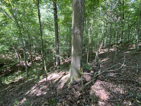 353 Timber Ridge Rd, Nancy, KY 42544 photo 62