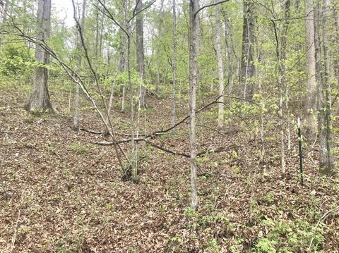 1394 Hilton Br, Grayson, KY 41143 photo 3
