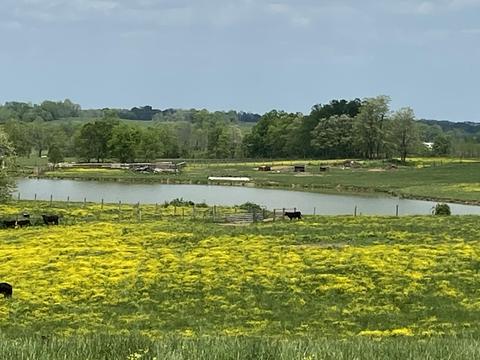 543 Stone Rd, Georgetown, KY 40324 photo 5