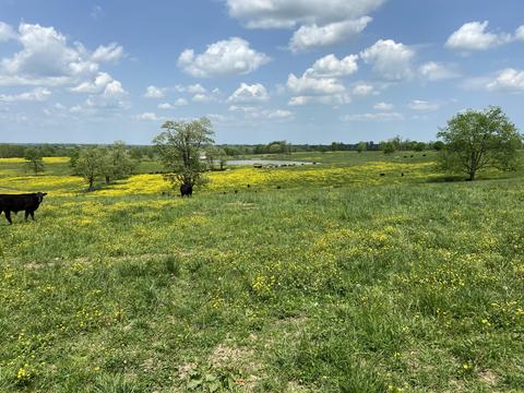 543 Stone Rd, Georgetown, KY 40324 photo 7