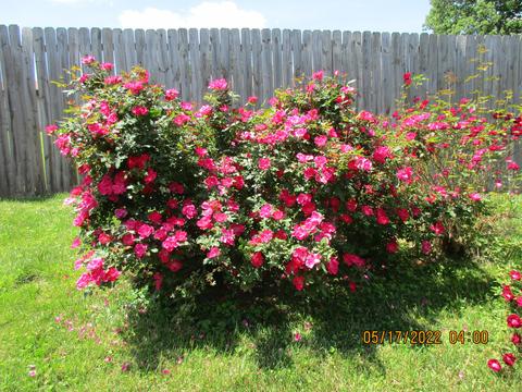 100 Redding Rd, Georgetown, KY 40324 photo 15