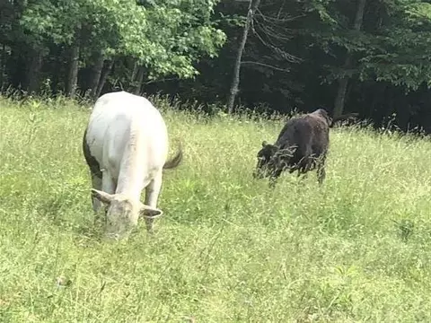 2381 Dal Rd, Williamsburg, KY 40769 photo 50