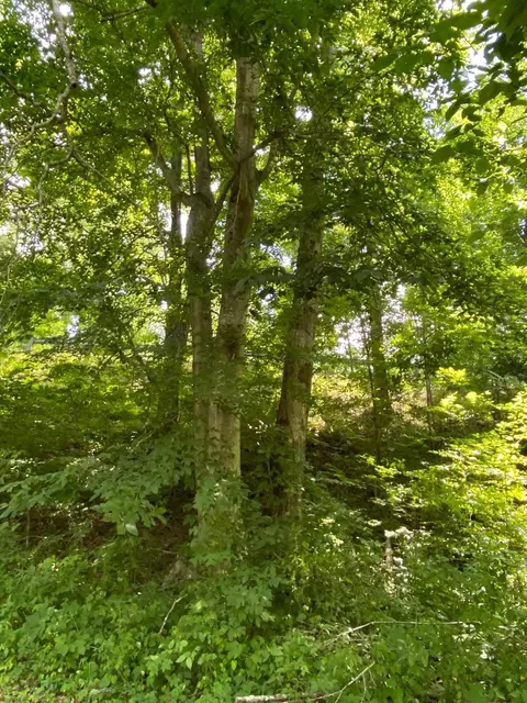 191 Dow Adkins Ln, Corbin, KY 40701 photo 9