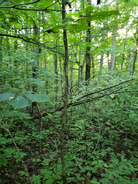 100 Colonel Dr, Burnside, KY 42519 photo 3