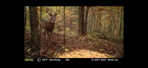 885 Bells Trace Rd, Grayson, KY 41143 photo 42