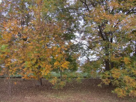 322 Oak St, Berea, KY 40403 photo 9