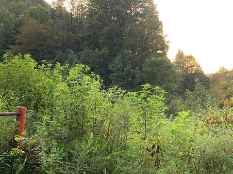 00 Ky-1428, Martin, KY 41649