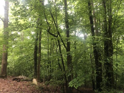 lot64 65 Elm Ave, Nancy, KY 42544