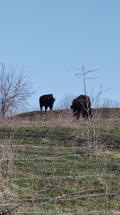 88 Goodpastor Cemetary Rd, Owingsville, KY 40360