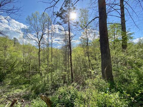 39 Ed Vance Ln, Pineville, KY 40977