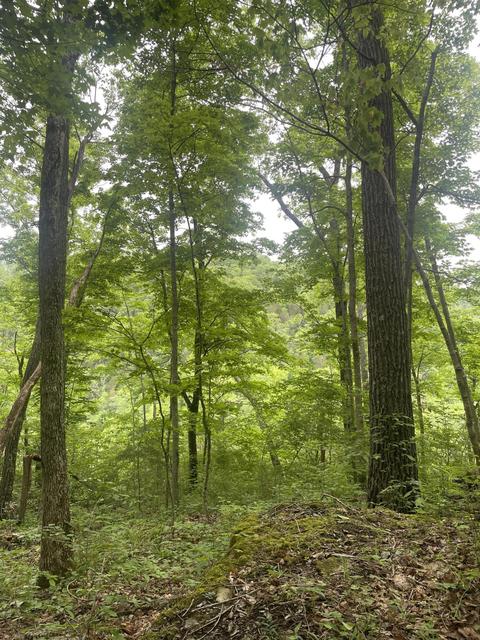 2190 Mcgee 1 Lane Tract 3 Ln, Nicholasville, KY 40356