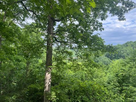 209 Valley View Dr, Nancy, KY 42544 photo 15