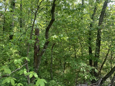 0 Pea Ridge Rd, Wallingford, KY 41093