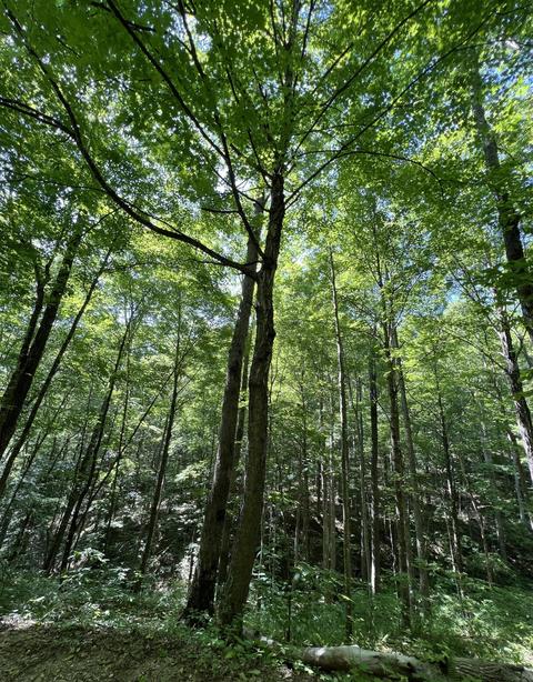 9999 Trace Branch Rd, Livingston, KY 40445