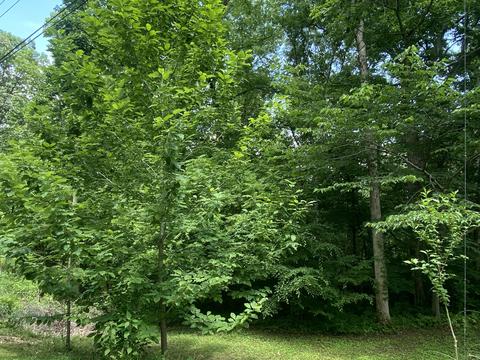 1275 Lakeshore Dr, Burnside, KY 42519