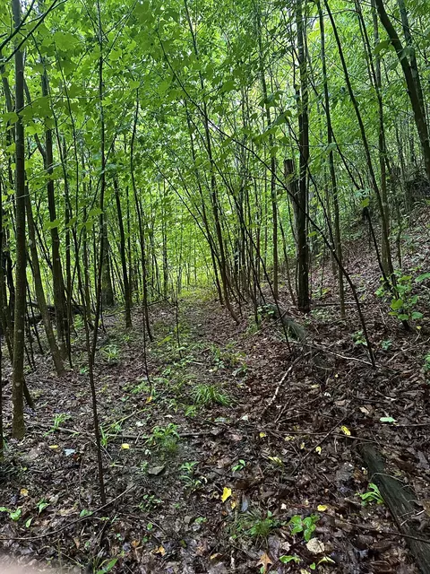 2041 Cat Creek Rd, Stanton, KY 40380